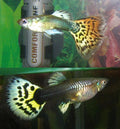 Male and female Guppy (Poecilia reticulata) — Alpha/JacKit, CC BY-SA 3.0 via Wikimedia Commons