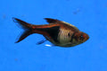 Real Harlequin Rasbora (Trigonostigma heteromorpha)