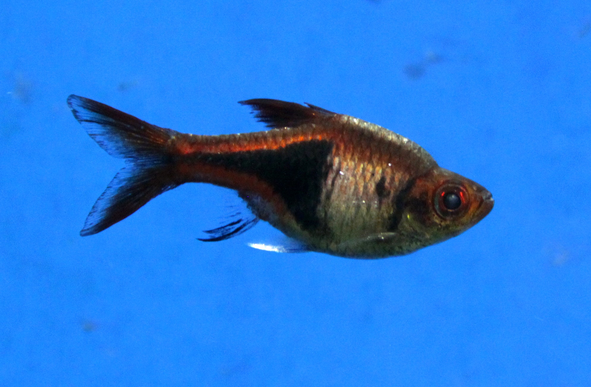 Real Harlequin Rasbora (Trigonostigma heteromorpha)