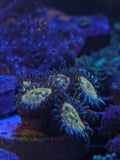 Hawaiian Ding Dang zoanthid frag WYSIWYG