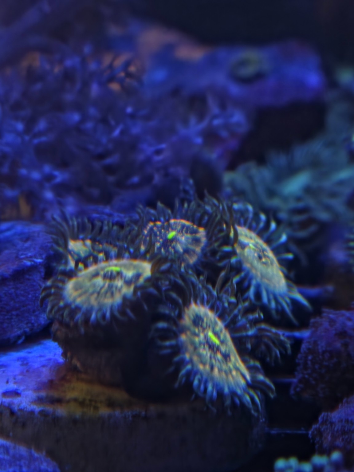 Hawaiian Ding Dang zoanthid frag WYSIWYG