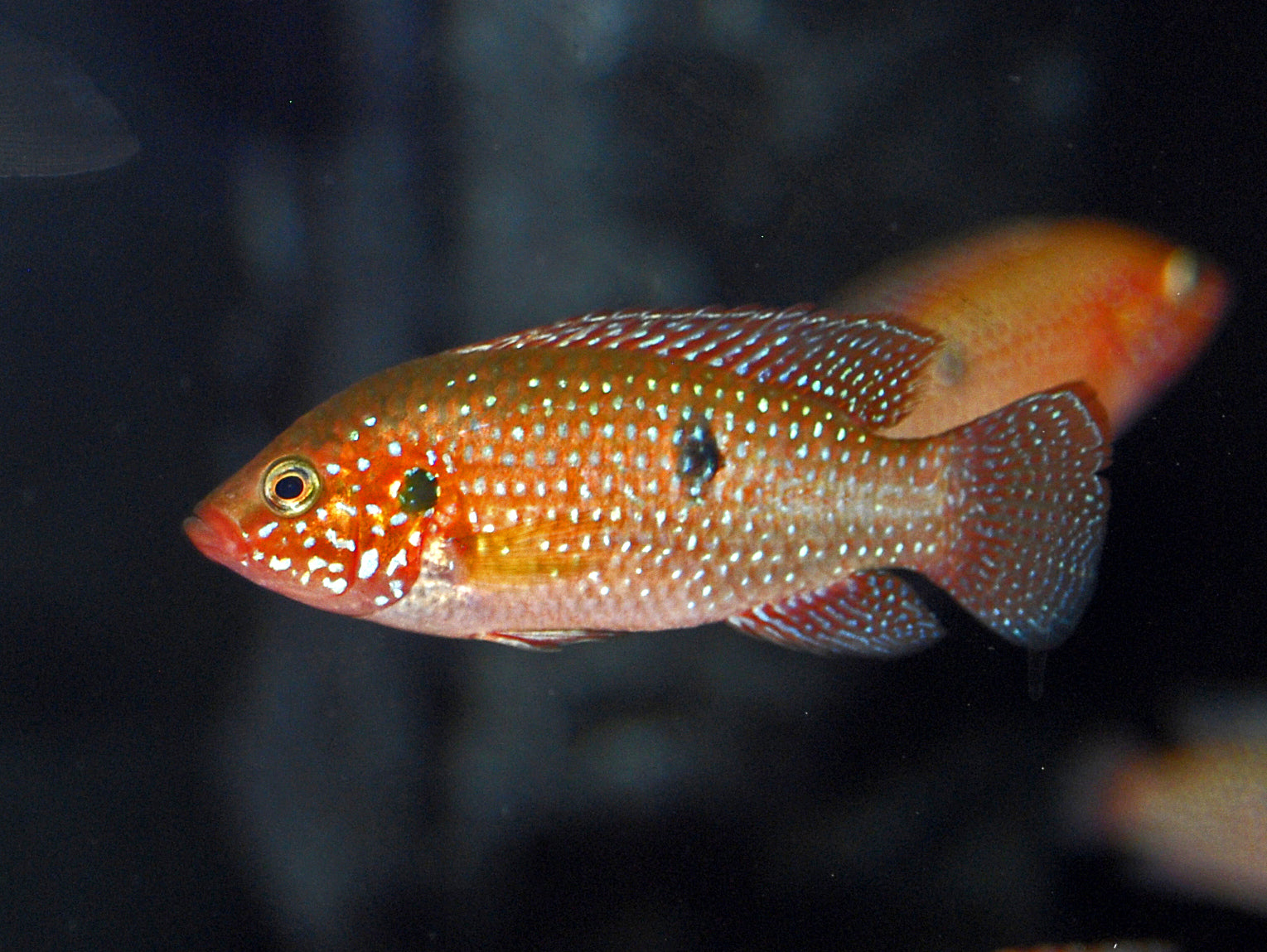 Real Jewel Cichlid (Hemichromis lifalili)