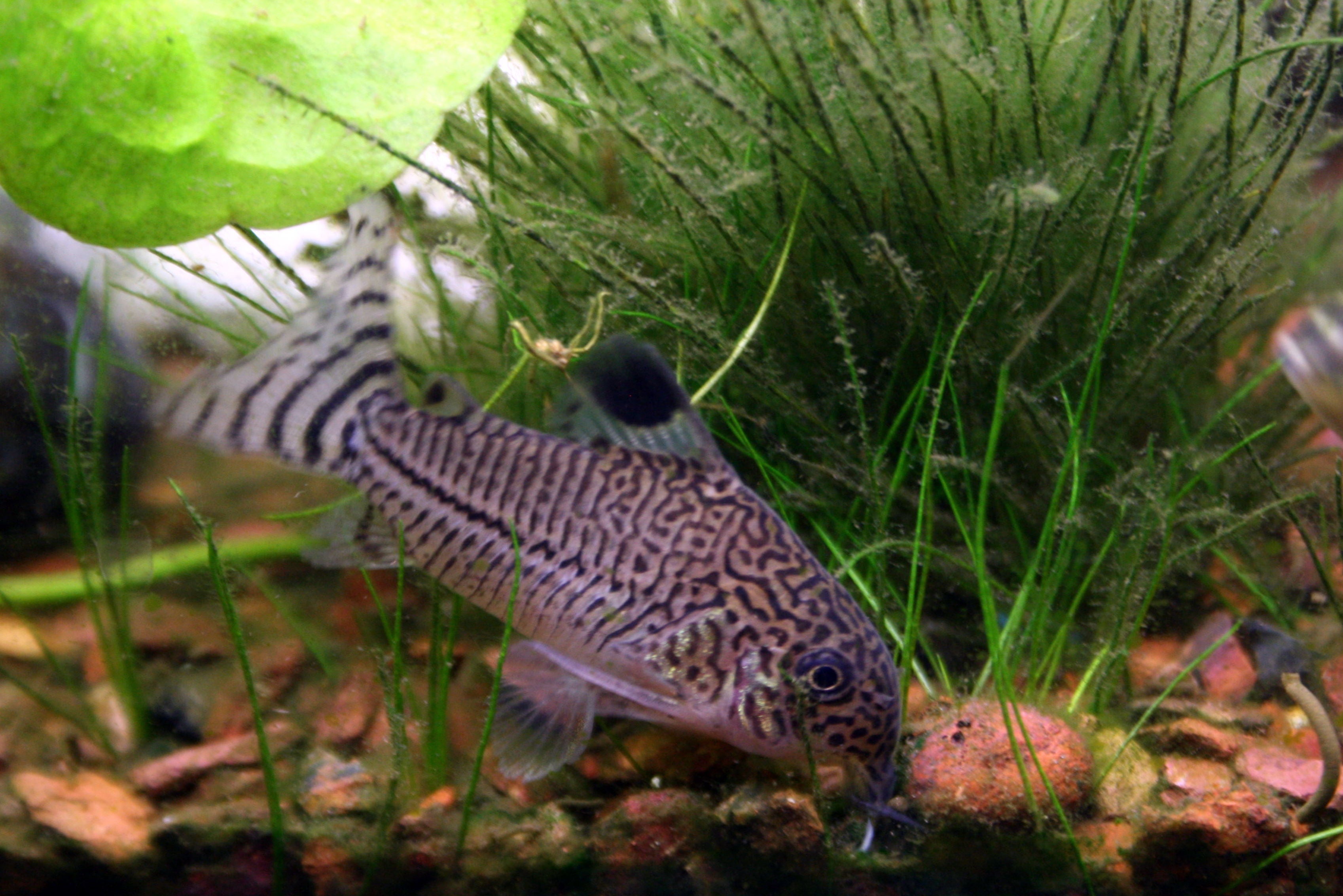 Julii Cory (Corydoras julii) — real specimen photo via Wikimedia Commons