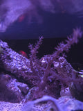 Kenya Tree coral at DNA Aquatic