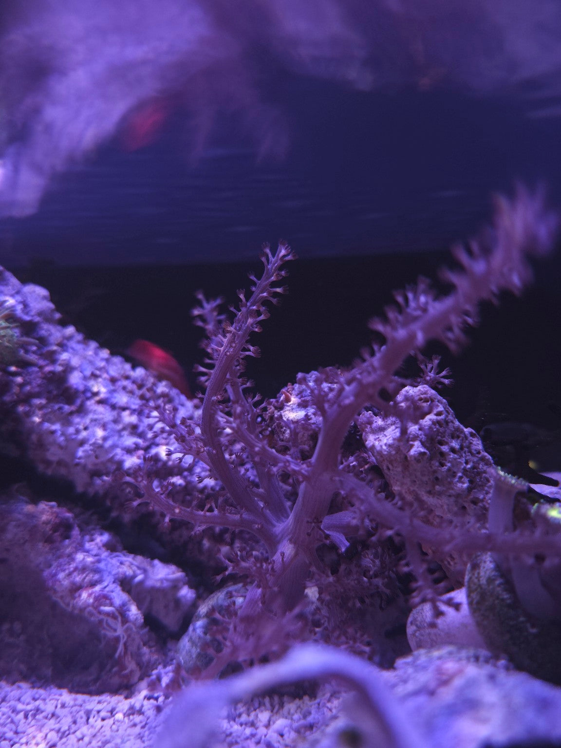 Kenya Tree coral at DNA Aquatic