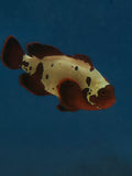 Actual Lightning Maroon Clownfish - Large