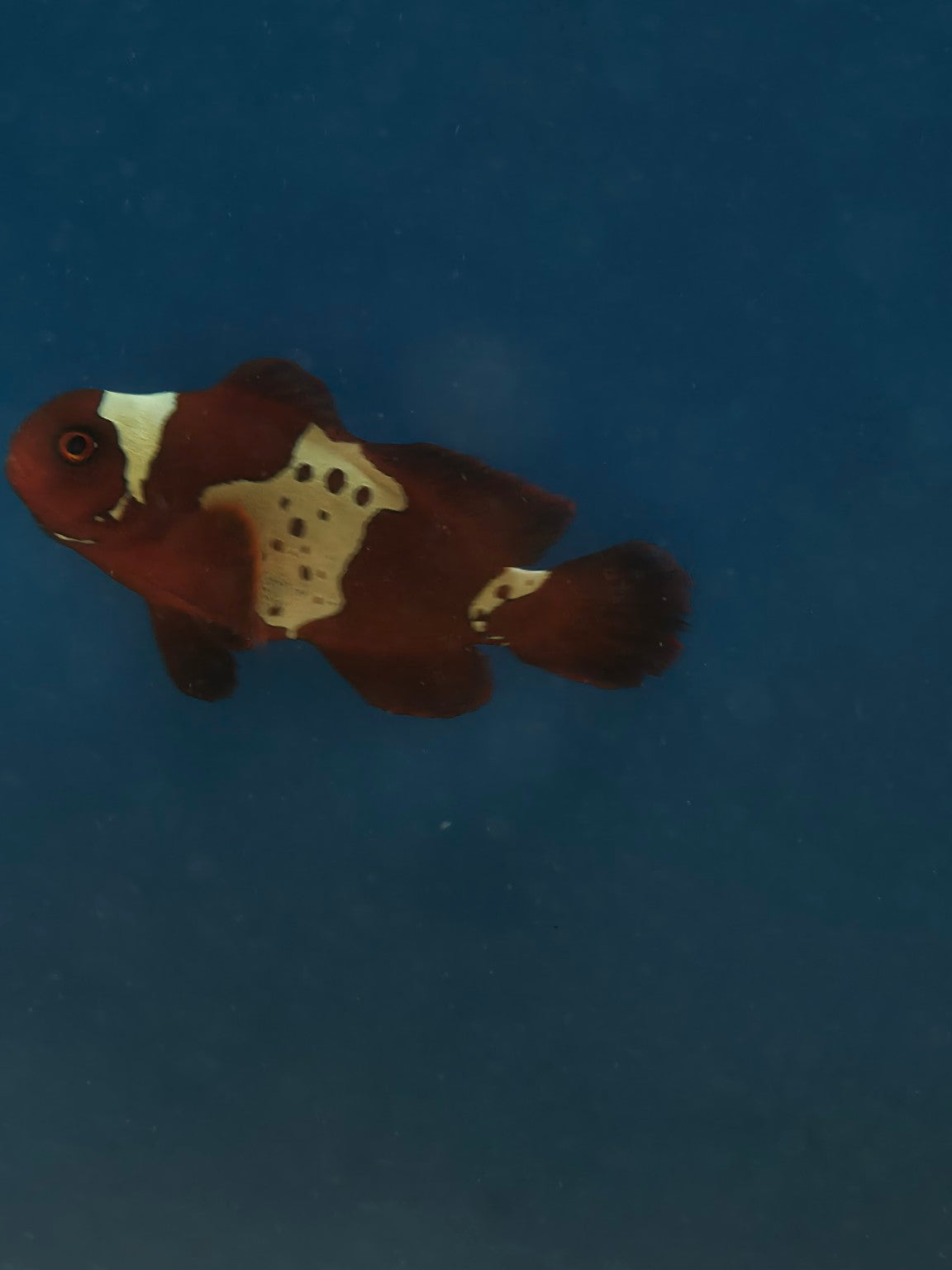 Actual Lightning Maroon Clownfish - Small