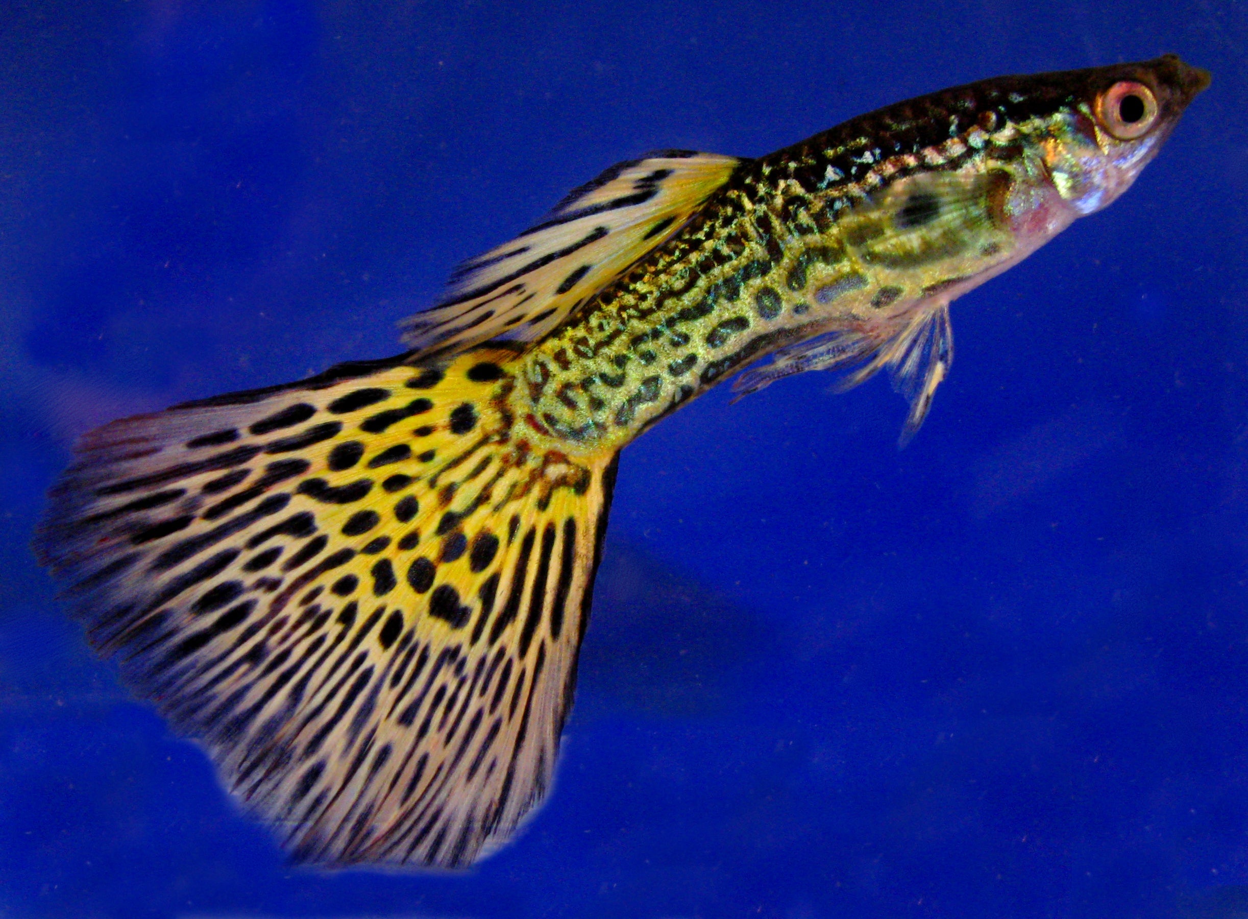 Male guppy (Poecilia reticulata) — D3LL, CC BY-SA 3.0 via Wikimedia Commons