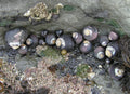 Margarita snail representative (Tegula funebralis), real specimen photo — Steve Lonhart / NOAA, public domain