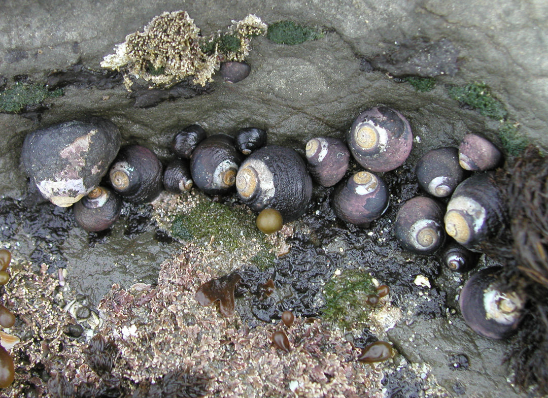 Margarita snail representative (Tegula funebralis), real specimen photo — Steve Lonhart / NOAA, public domain