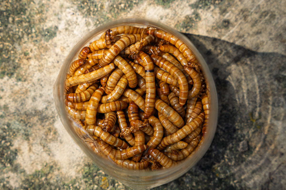 Live mealworms in a jar-style container