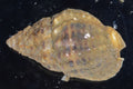 Nassarius snail (Nassarius vibex), real specimen photo — Smithsonian Environmental Research Center, CC BY 2.0