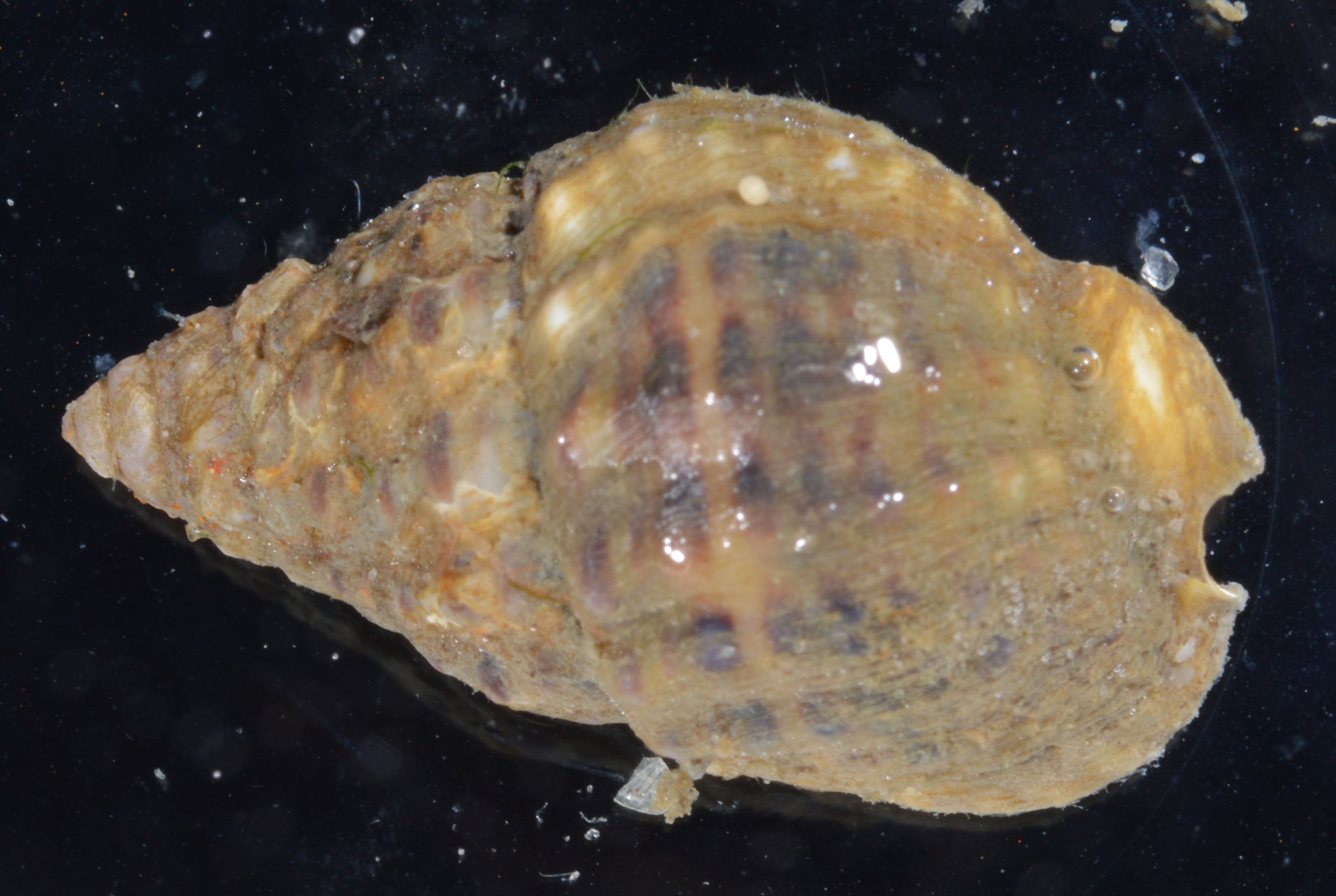 Nassarius snail (Nassarius vibex), real specimen photo — Smithsonian Environmental Research Center, CC BY 2.0