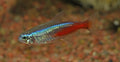 Neon Tetra (Paracheirodon innesi) — photo by SOK, CC BY-SA 4.0 via Wikimedia Commons