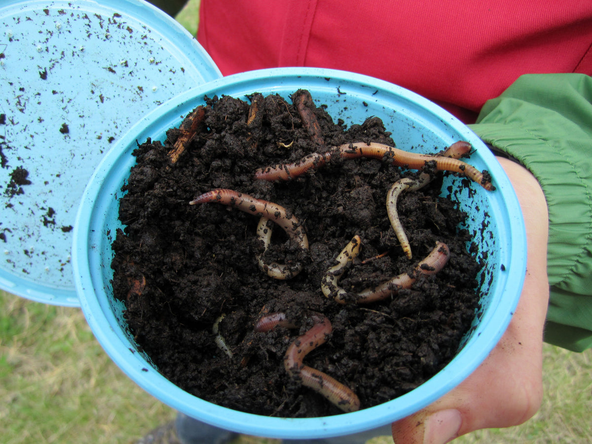 Container of live earthworms/nightcrawlers used as fishing bait