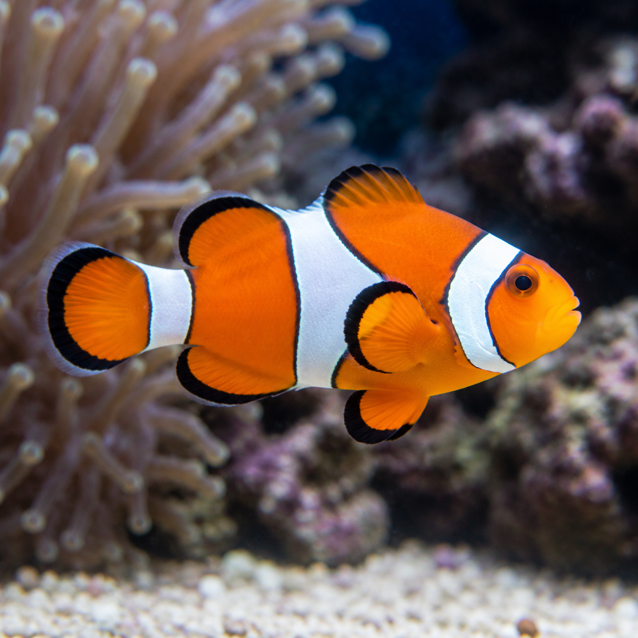 Representative image of a standard Ocellaris clownfish