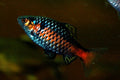 Real Odessa Barb (Pethia padamya)