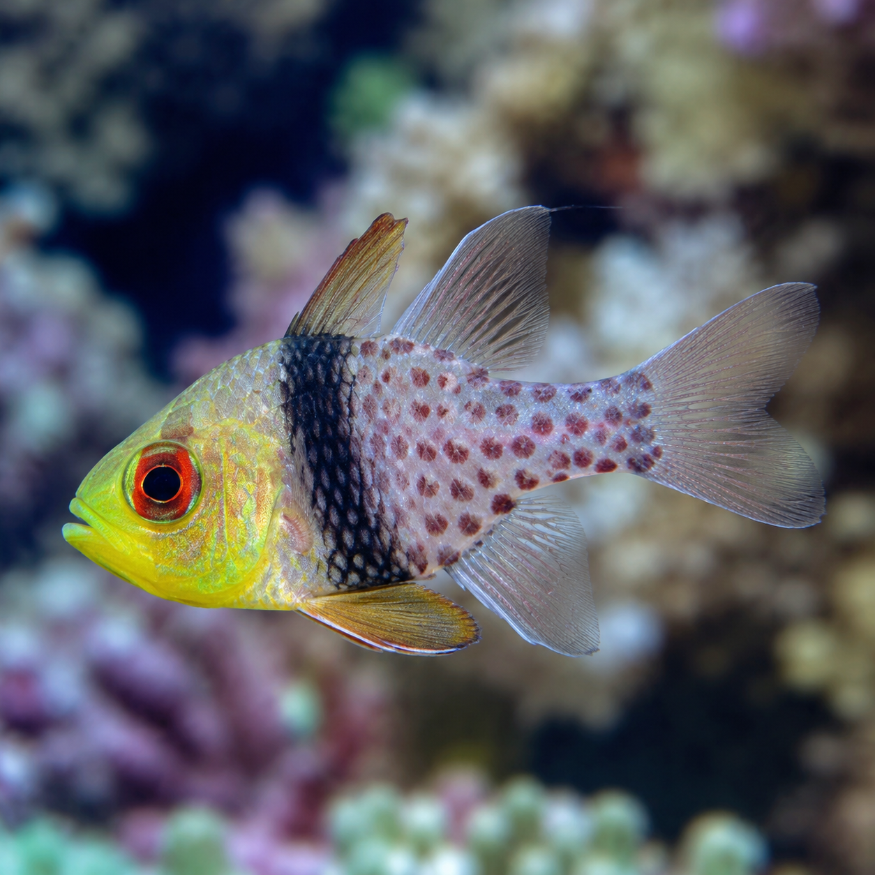 Representative image of Pajama Cardinalfish