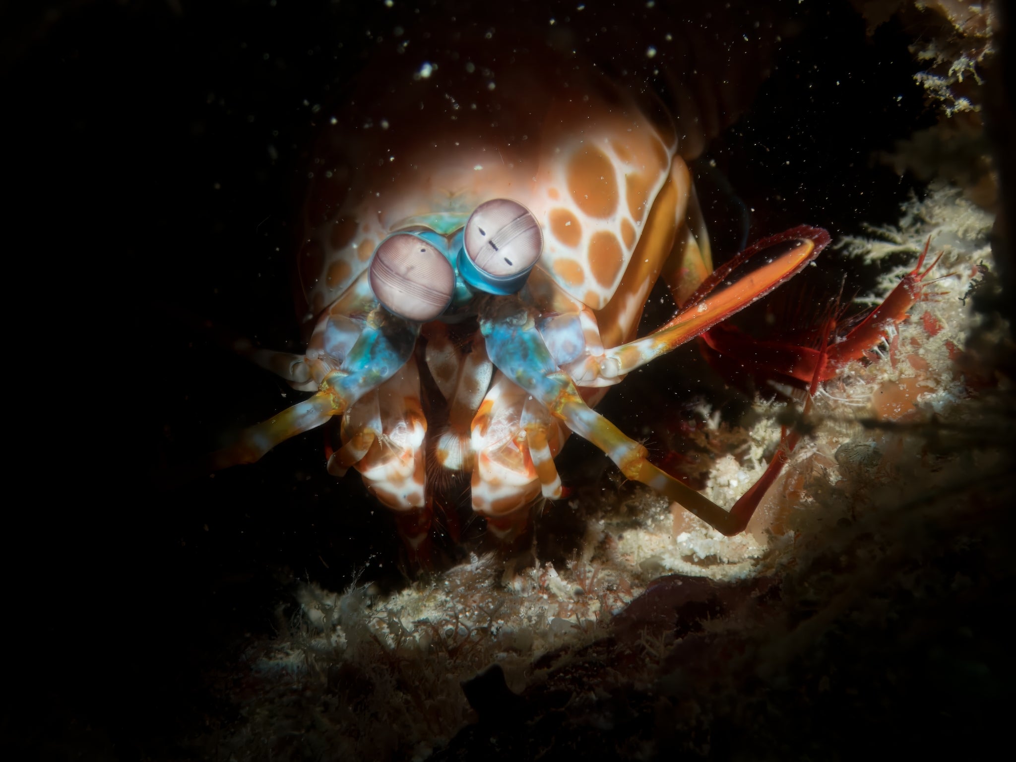 Real Peacock Mantis Shrimp (Odontodactylus scyllarus)