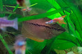 Pearl Gourami (Trichogaster leerii) — Fremen, CC BY-SA 4.0 via Wikimedia Commons