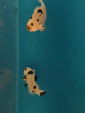 Actual Picasso Storm Clownfish bonded pair