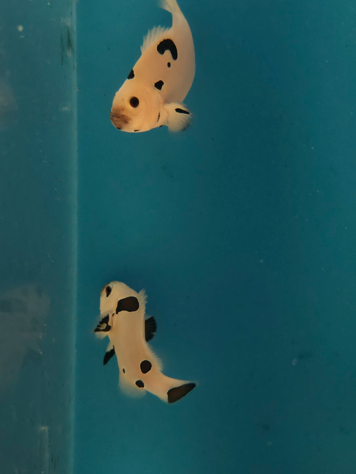 Actual Picasso Storm Clownfish bonded pair