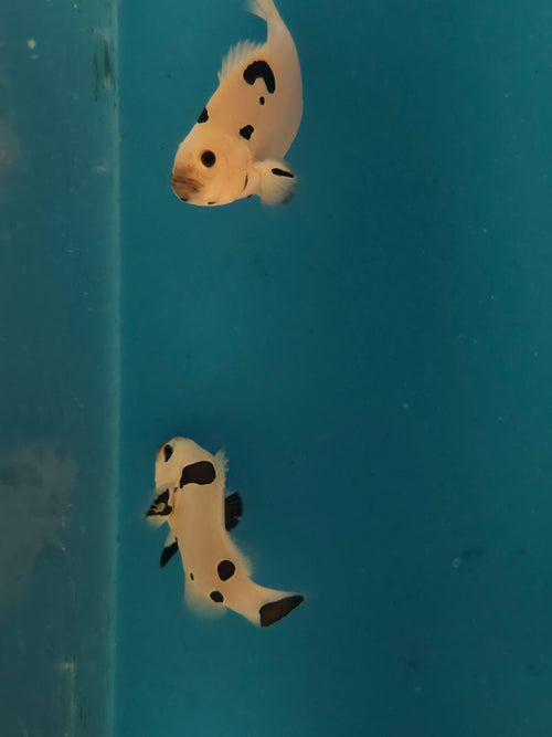 Actual Picasso Storm Clownfish bonded pair