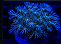 Pulsing Xenia frag under blue reef lighting