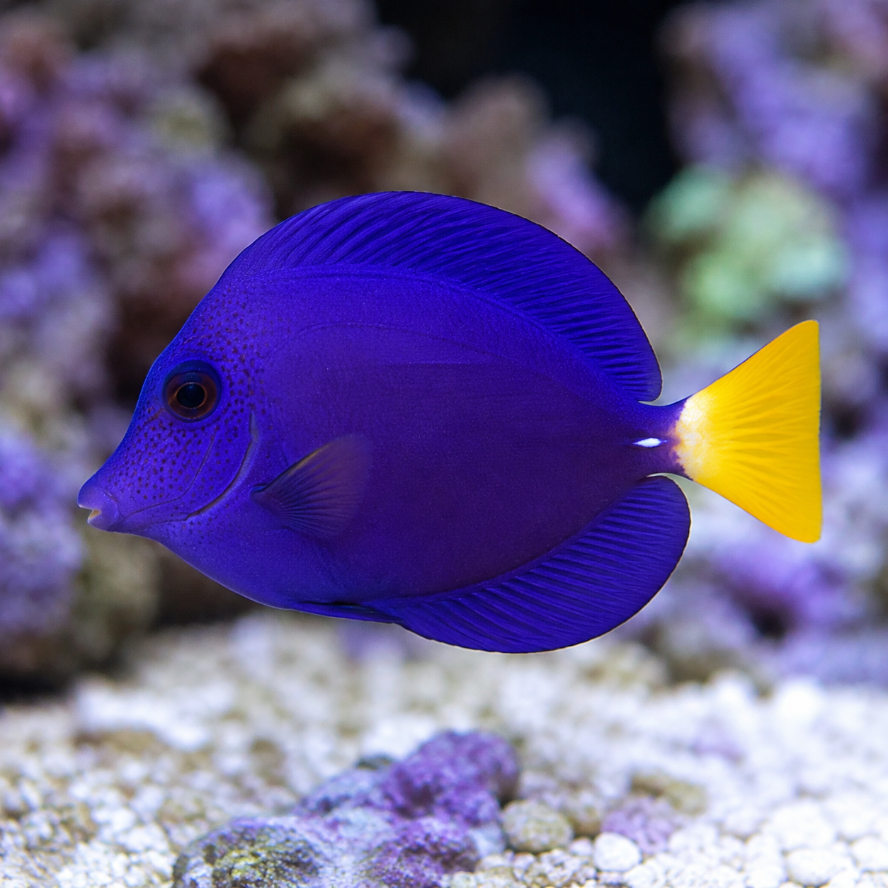 Representative image of Purple Tang