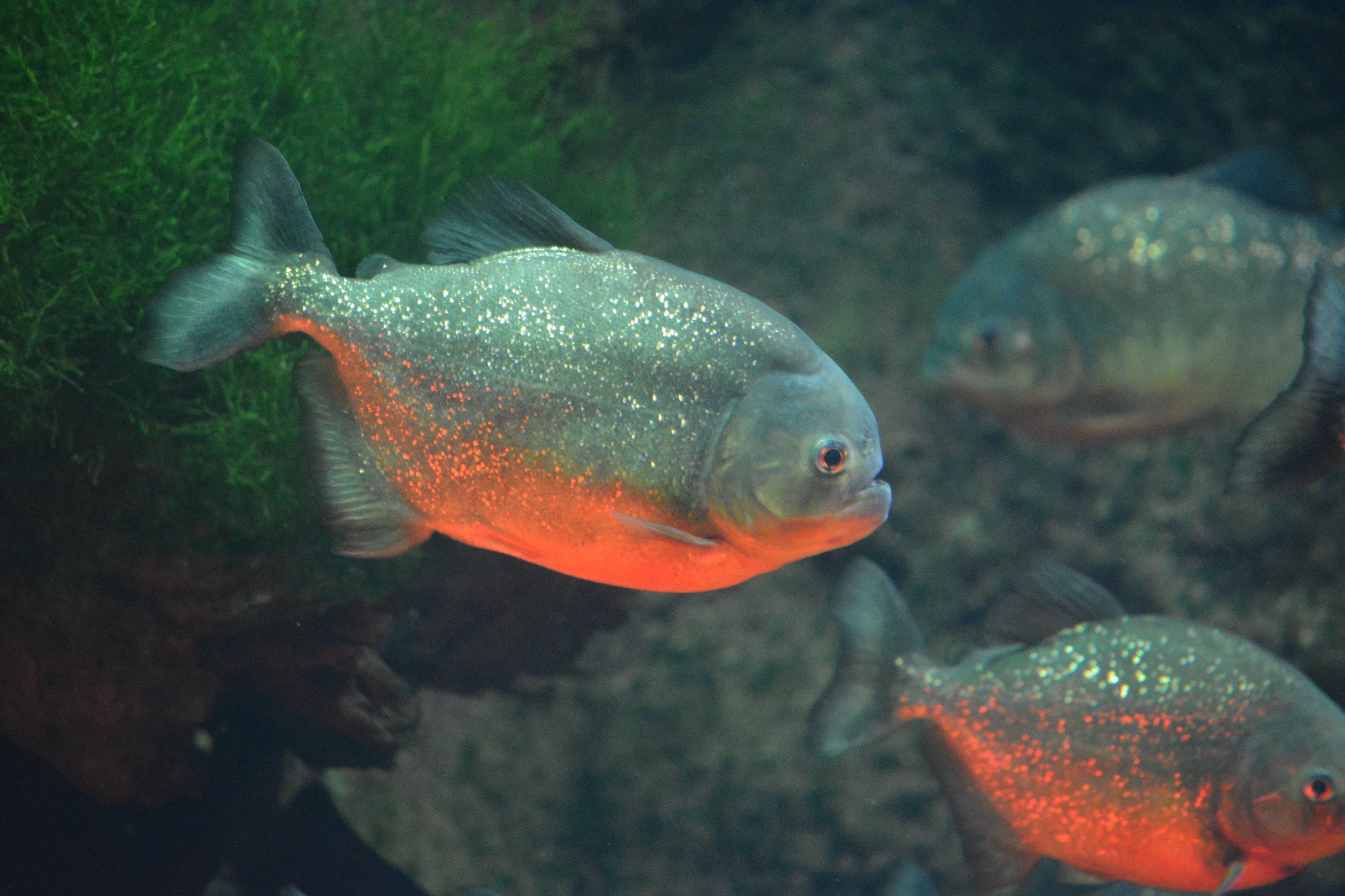 Red-bellied Piranha (Pygocentrus nattereri) — Sarbast.T.Hameed, CC BY-SA 4.0 via Wikimedia Commons