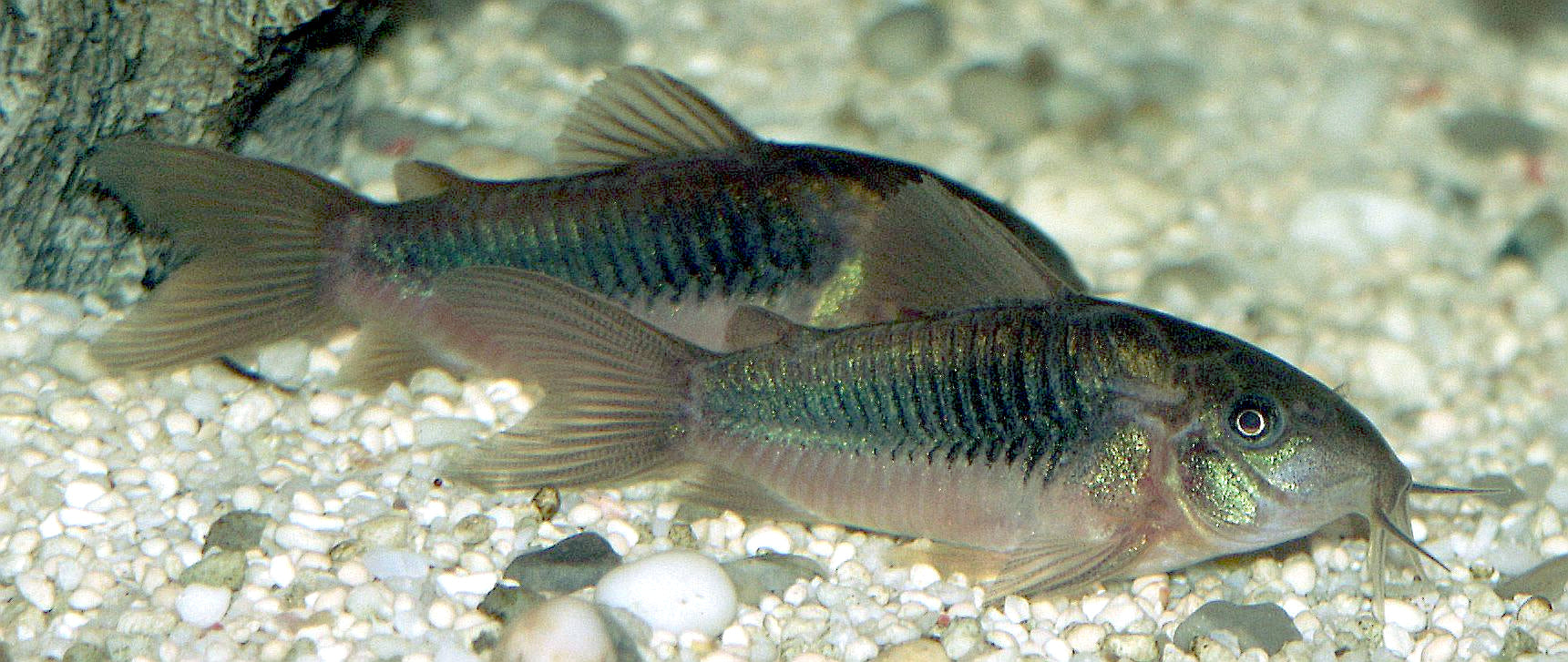 Bronze/green Corydoras (Corydoras aeneus) — real specimen photo via Wikimedia Commons