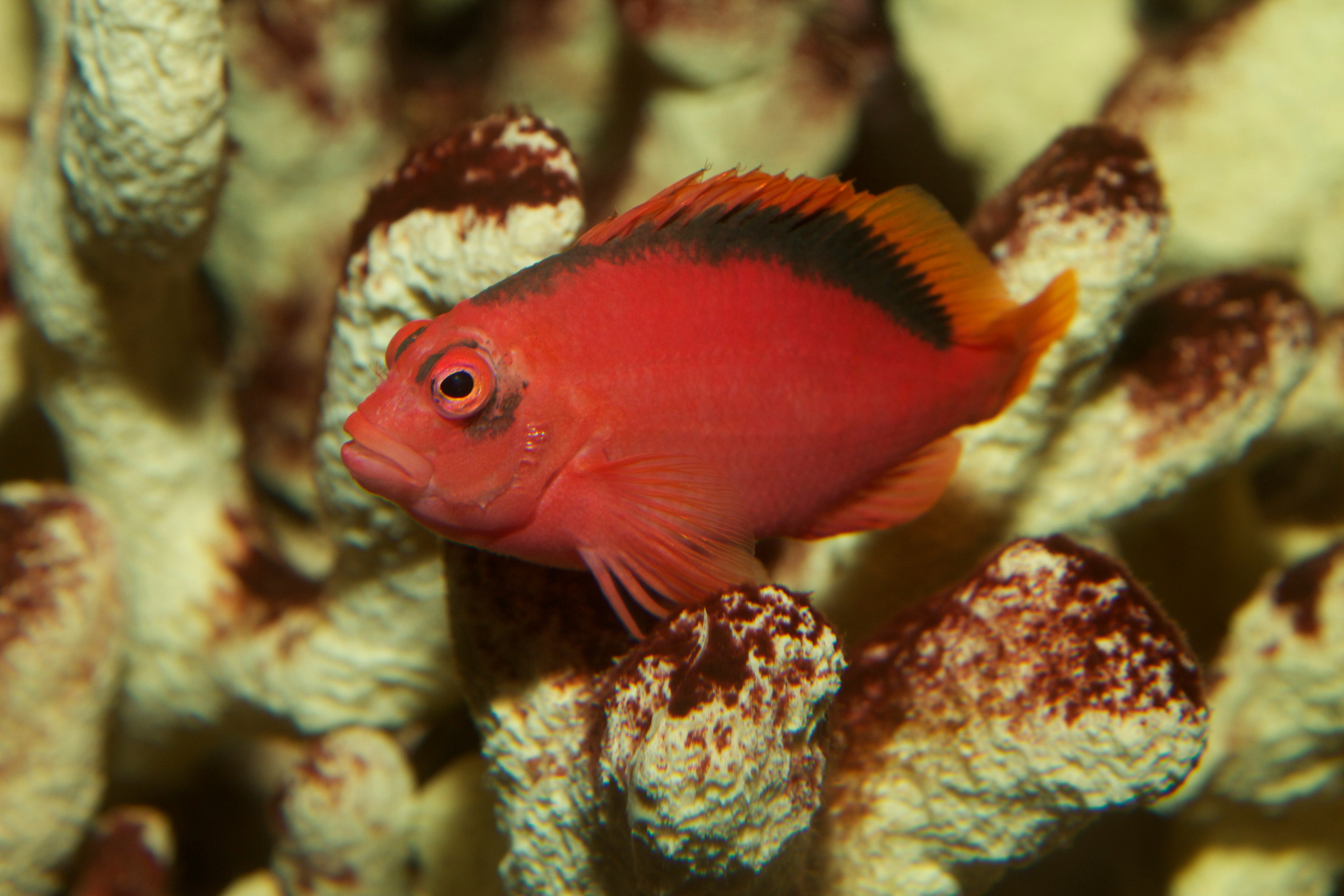 Real Red/Flame Hawkfish (Neocirrhites armatus)