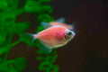 Real Red/Pink Skirt Tetra (Gymnocorymbus ternetzi) in an aquarium