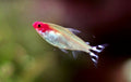 Rummy Nose Tetra (Petitella bleheri) — photo by Soulkeeper, CC BY-SA 3.0 via Wikimedia Commons