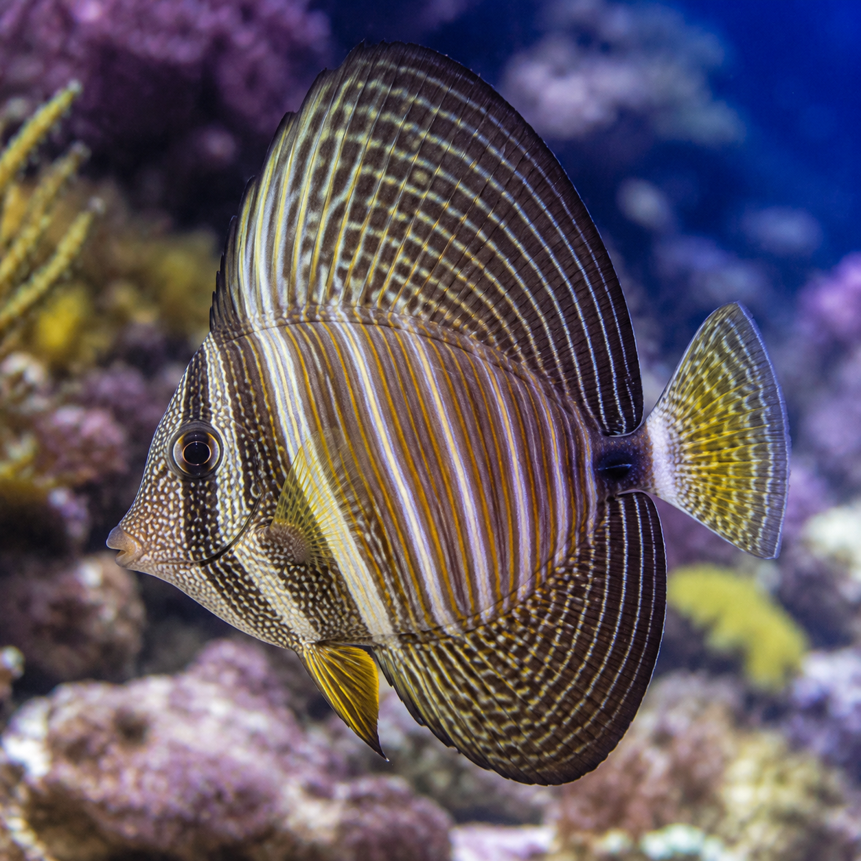 Representative image of Sailfin Tang