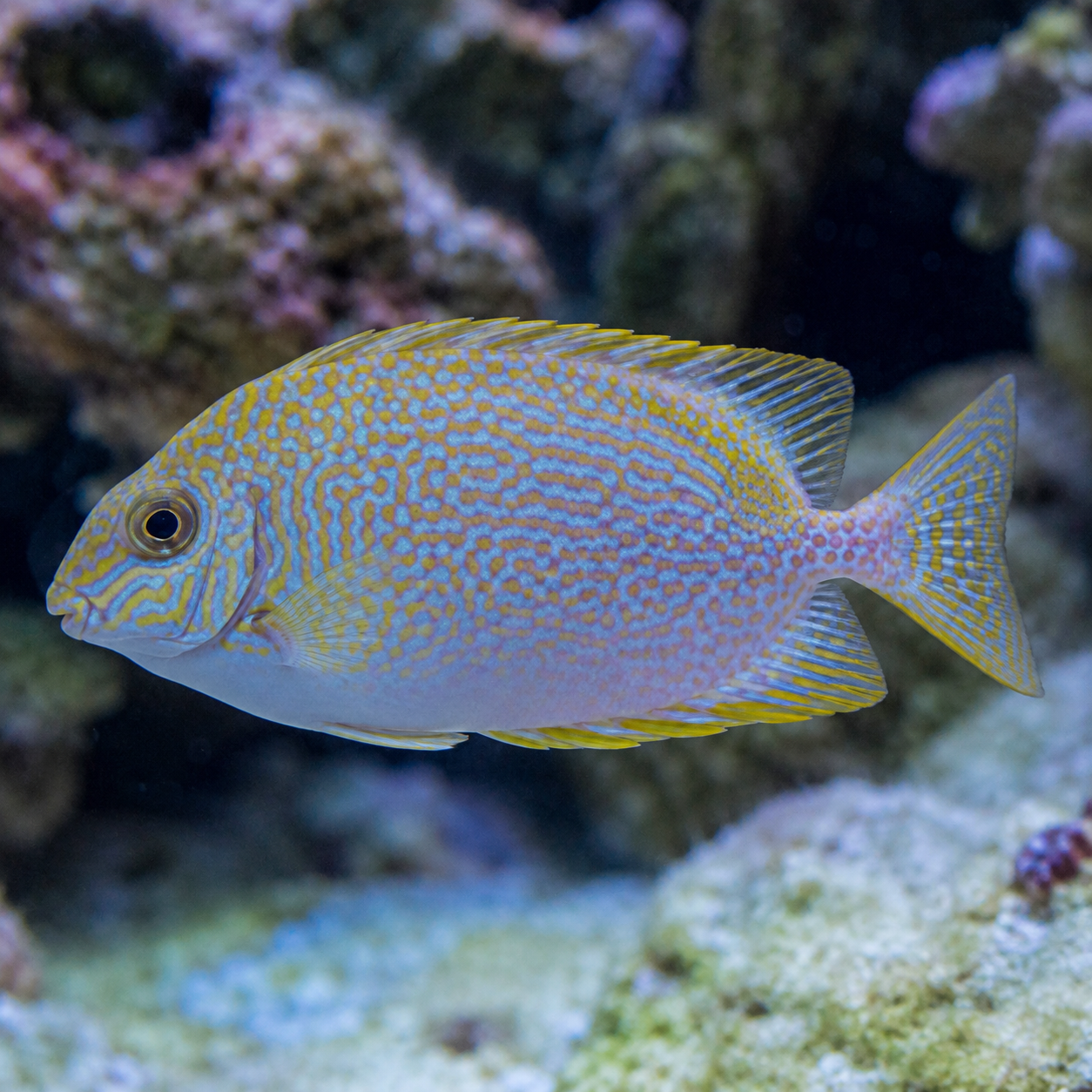 Representative image of Scribbled Rabbitfish