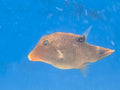 Sharpnose Blue Spot Puffer actual fish
