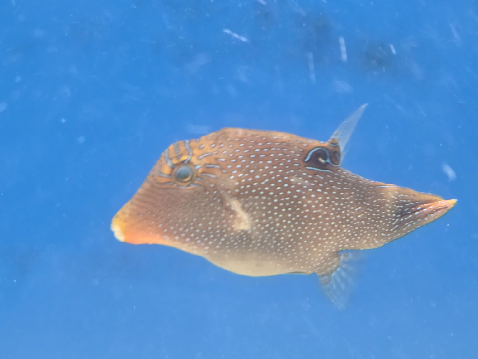 Sharpnose Blue Spot Puffer actual fish