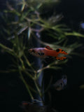 Shocking Pink Endler photographed in store