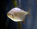 Real Silver Dollar fish (Metynnis argenteus)
