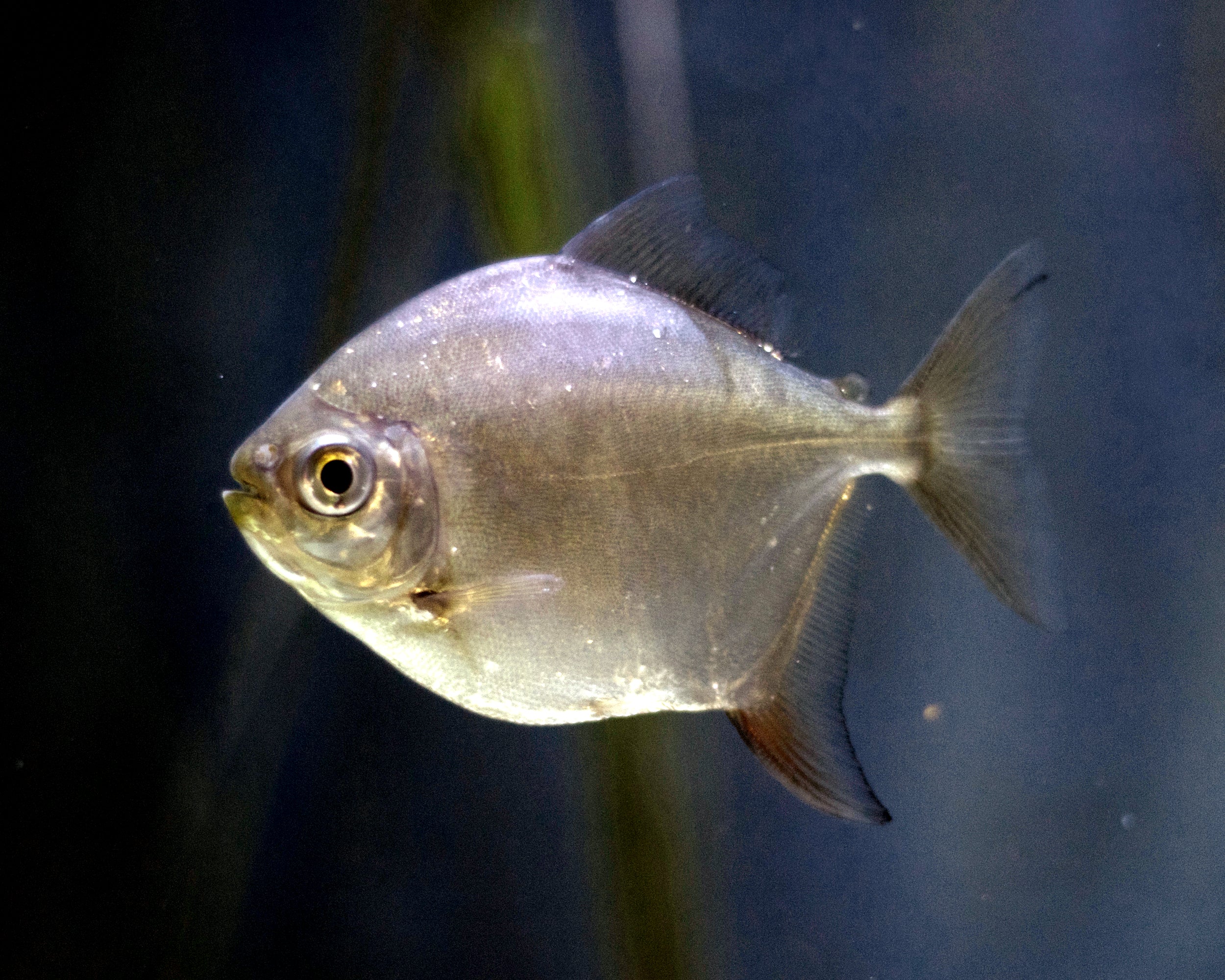 Real Silver Dollar fish (Metynnis argenteus)