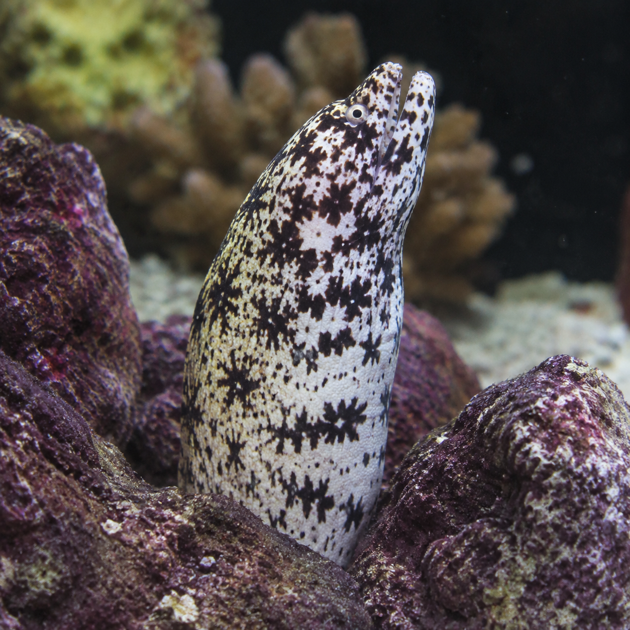 Representative image of Snowflake Eel