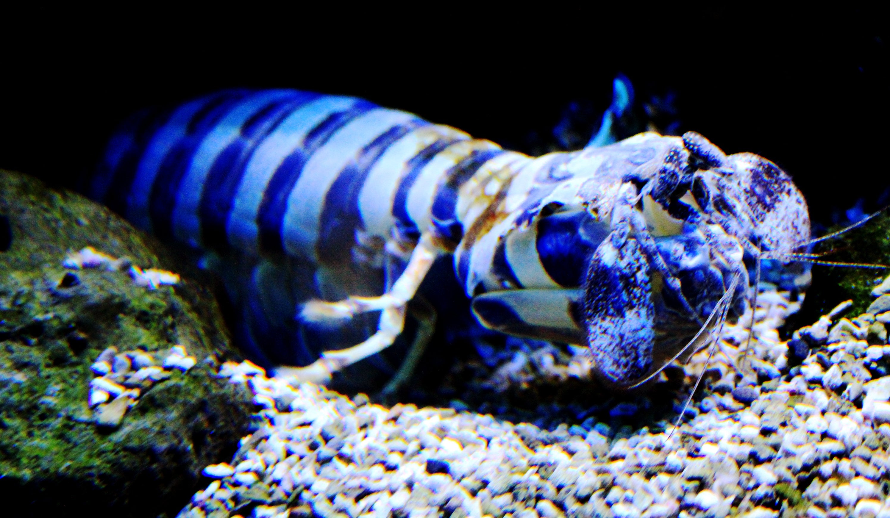 Spearing Mantis Shrimp (Lysiosquillina maculata), real specimen photo — Karelj / Wikimedia Commons, CC BY-SA 3.0