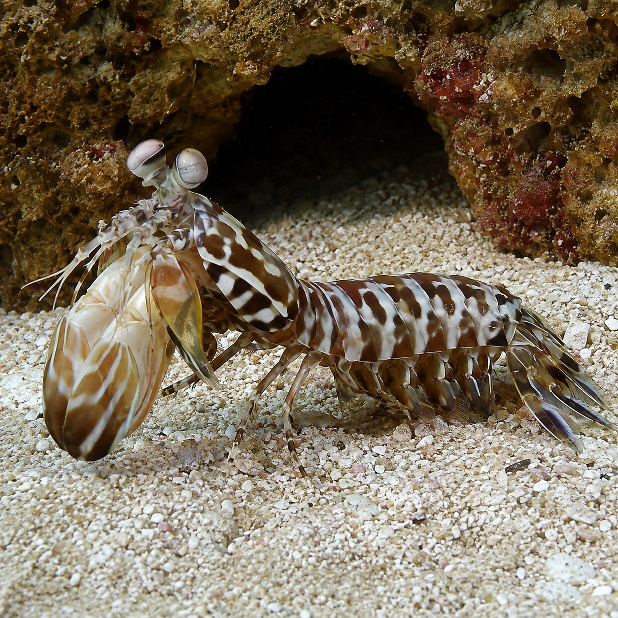 Representative image of Spearing Mantis Shrimp