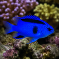 Representative image of Springer Eye Damsel