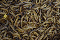 Live superworms displayed at a reptile show