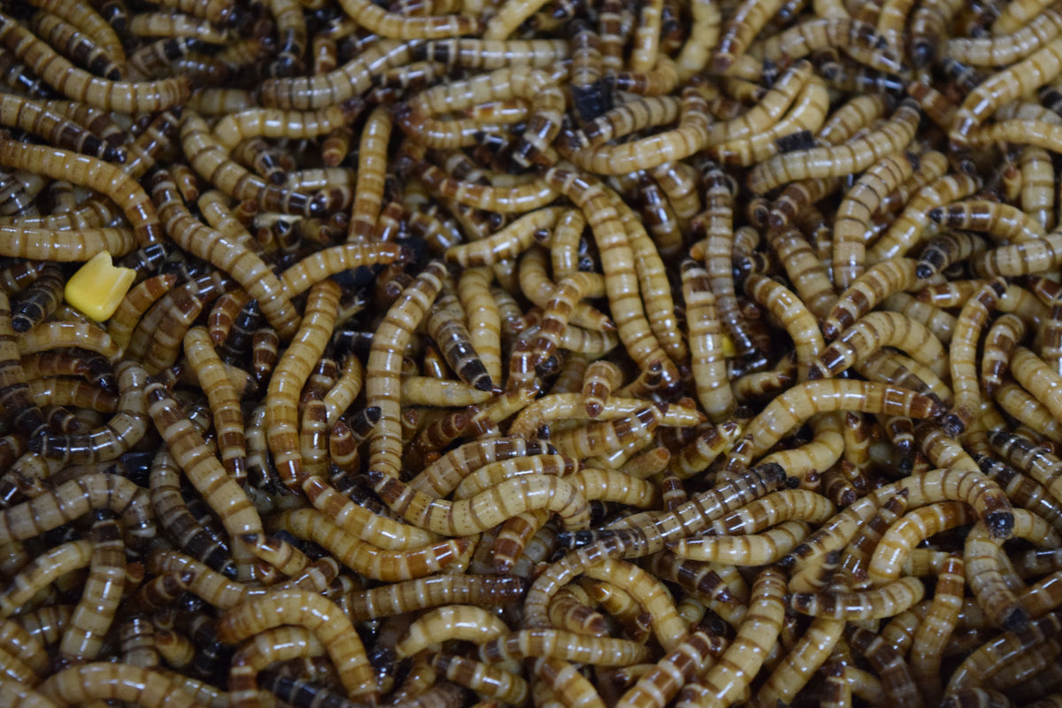 Live superworms displayed at a reptile show