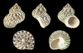 Turbo snail (Turbo fluctuosus), real specimen photo — H. Zell, CC BY-SA 3.0