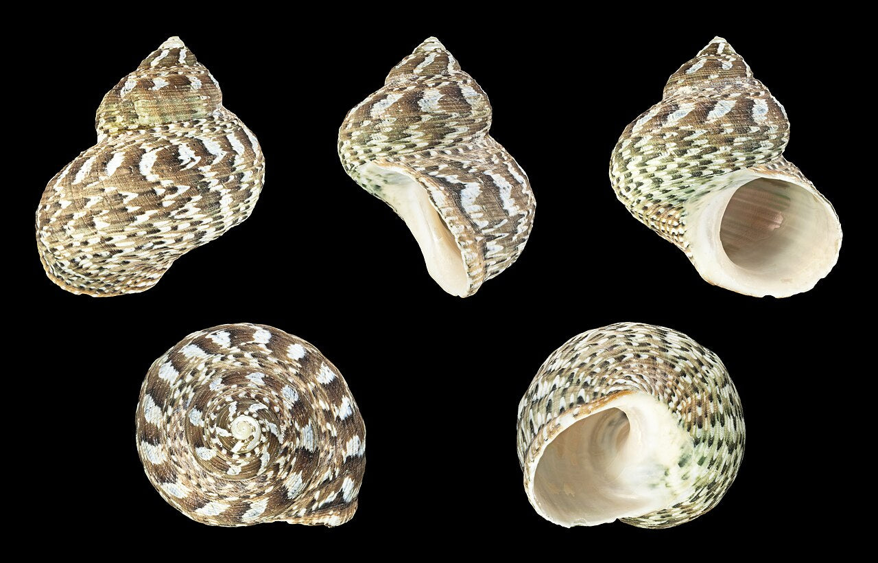 Turbo snail (Turbo fluctuosus), real specimen photo — H. Zell, CC BY-SA 3.0