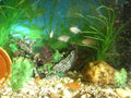 Real White Skirt Tetras, leucistic Gymnocorymbus ternetzi